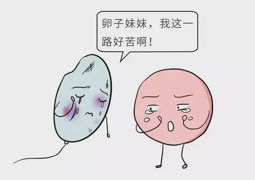 試管費用多少錢